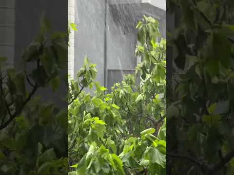 مطرنا بفضل الله ورحمته 2025 اشتراك لايك