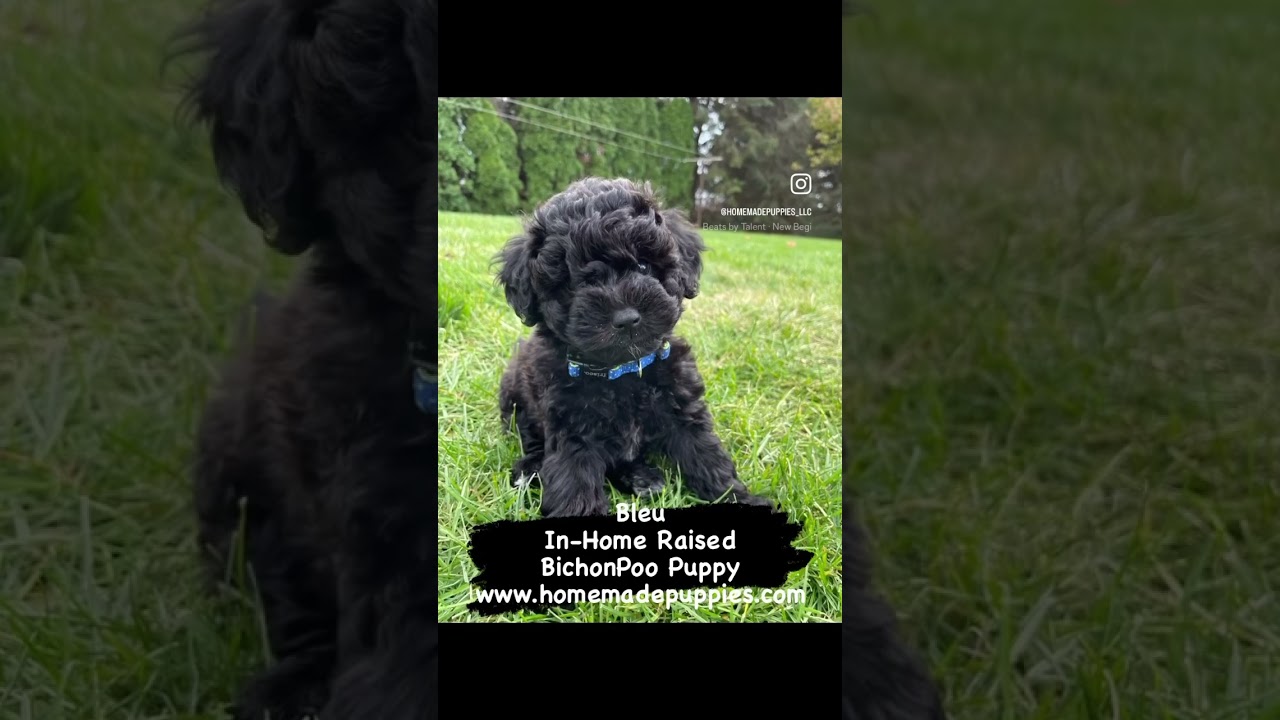 BichonPoo Puppies www.homemadepuppies.com 