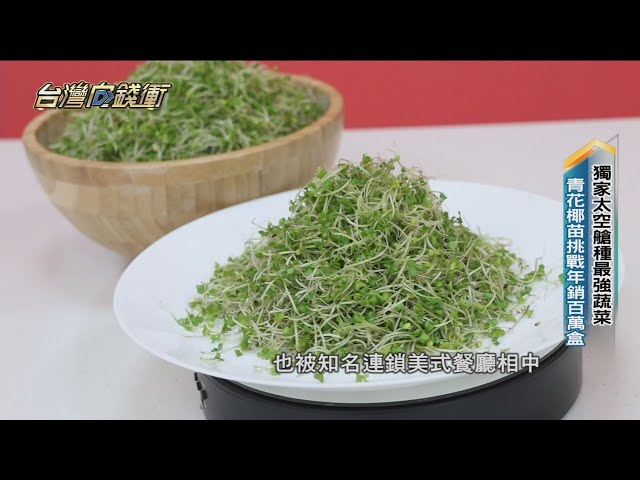 獨家太空艙種最強蔬菜青花椰苗挑戰年銷百萬盒20230701【台灣向錢衝