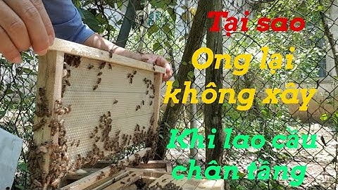 Tại sao lao cầu chân tầng mới ong lại không xây ? Tìm hiểu nguyên nhân và cách khắc phục