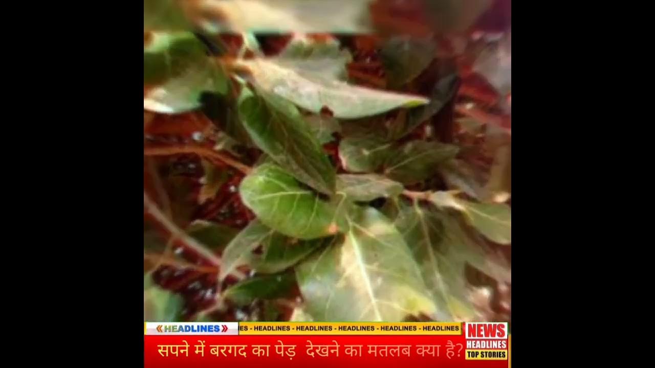 Sapne Me Bargad Ka Ped Dekhna Banyan Tree In Dream dreammeaning YouTube sapne-me-bargad-ka-ped-dekhna-banyan-tree-in-dream-dreammeaning-youtube
