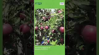 The Science Behind Farm-Pik's Perfectly Sweet Apples