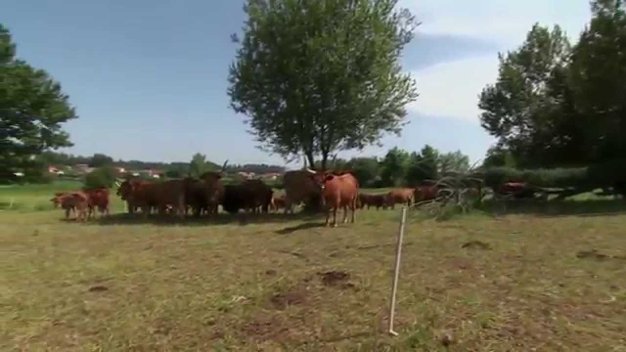 Raça Barrosã: Na origem estava o Auroque