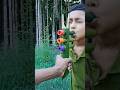 Bamboo slingshot, bamboo slingshot, wonderful uses of bamboo, special features of bamboo #bamboo