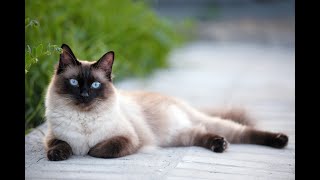 Siamese Cat | Top Cat Breeds