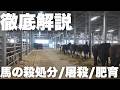 【徹底解説】馬の殺処分/肥育/屠殺の真実