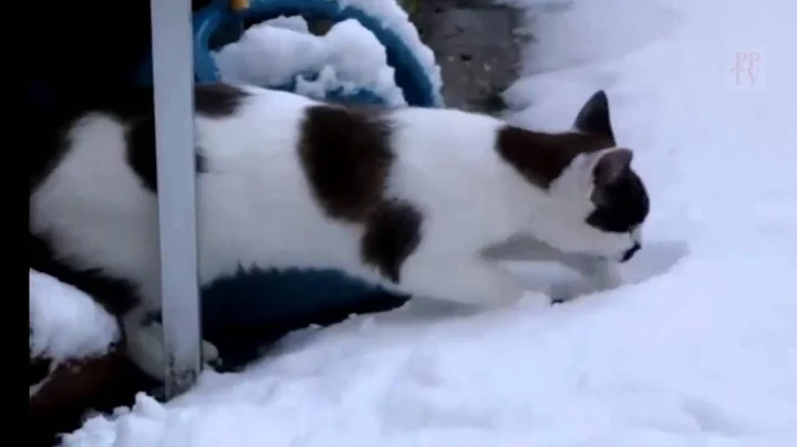 Watch the video about Cats In The Snow Compilation