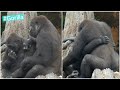 Female Gorilla Gets Along With Her Brother - Grooming 仲良し兄弟|毛繕い