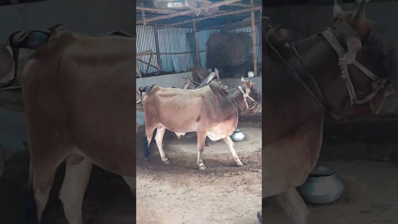 ঘানিভাঙ্গা সরিষার তেল কিভাবে তৈরি হচ্ছে দেখুন #vairalvideo 