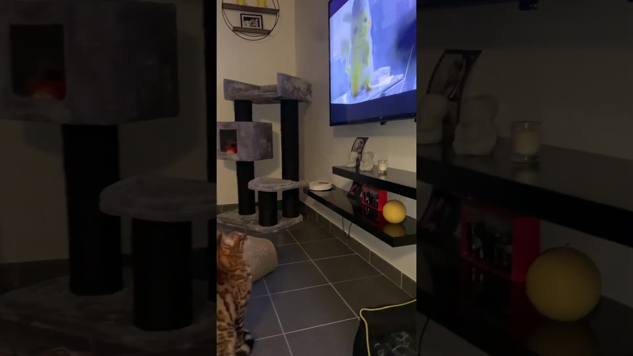Mon chat regarde la télé mdr 😻