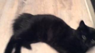 How To Win A Cat Fight