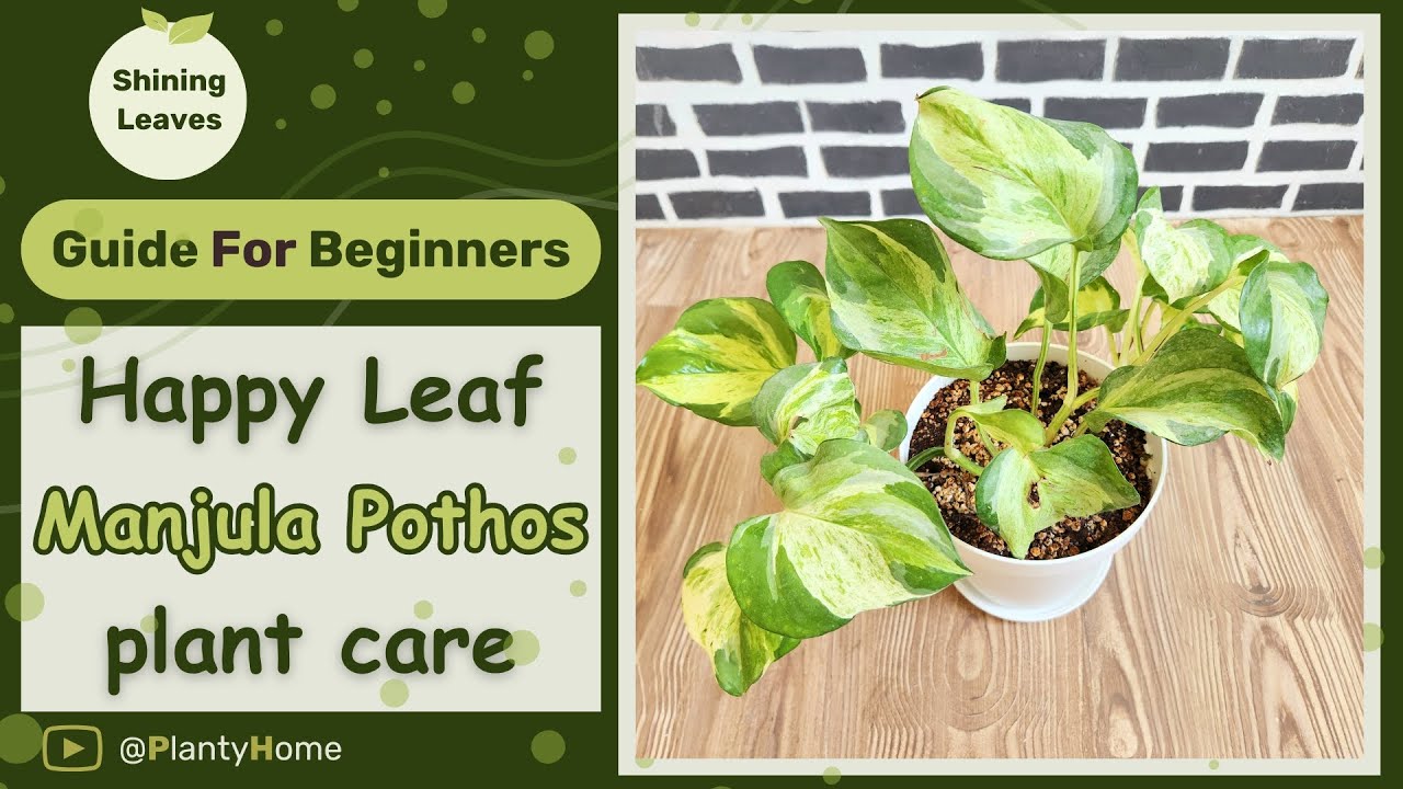 pothos temp range Global Green Pothos main image 1