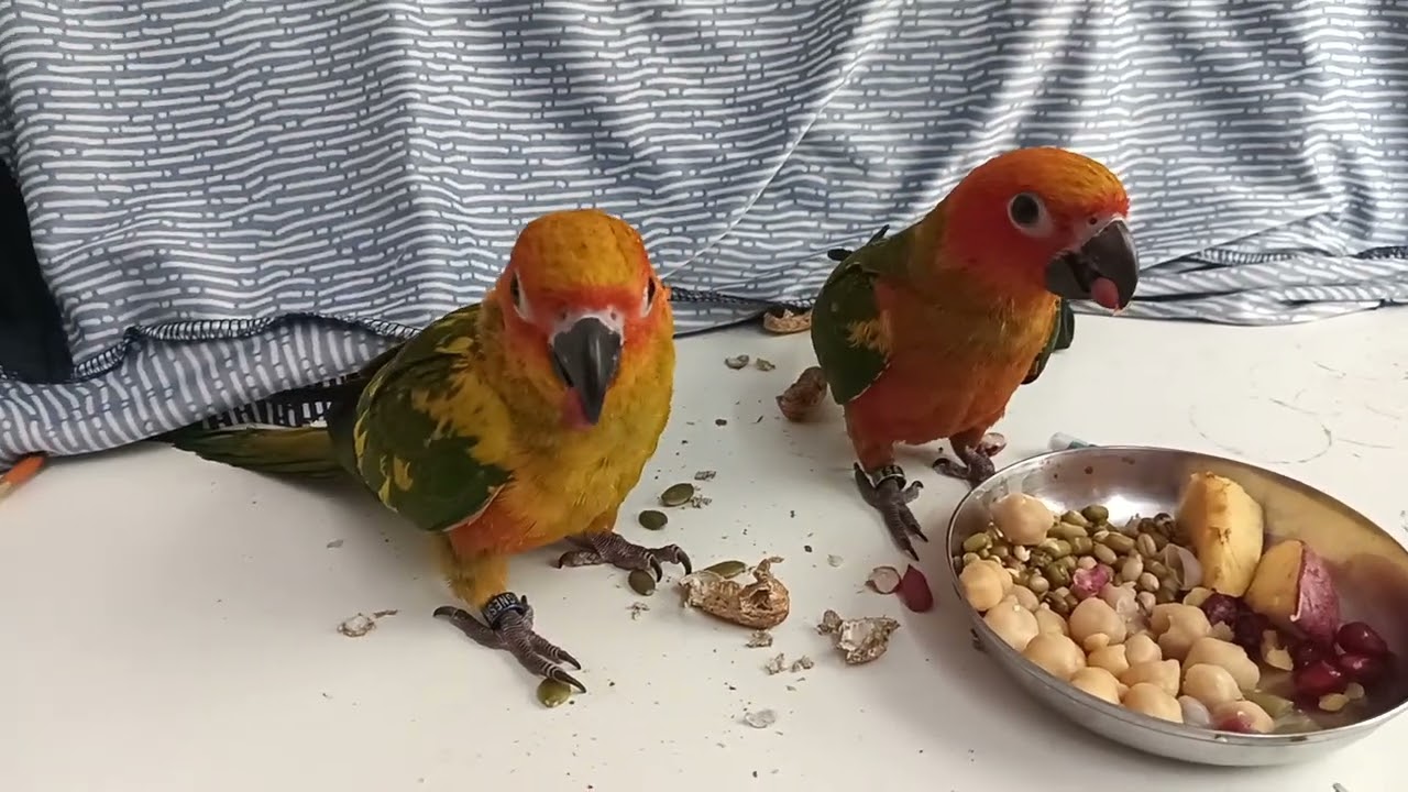 Sun conures baby eating. mango and cherry trying to eat with legs.#sunconure 