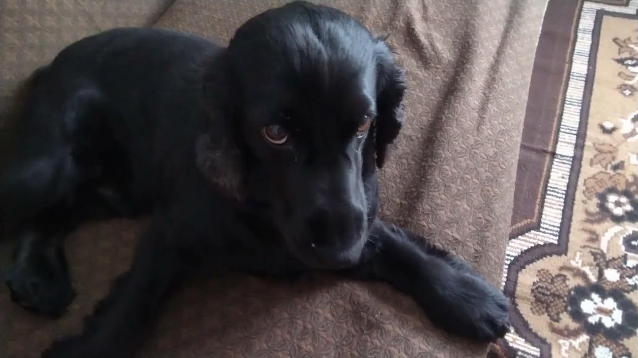 я тебя не звал - YouTube