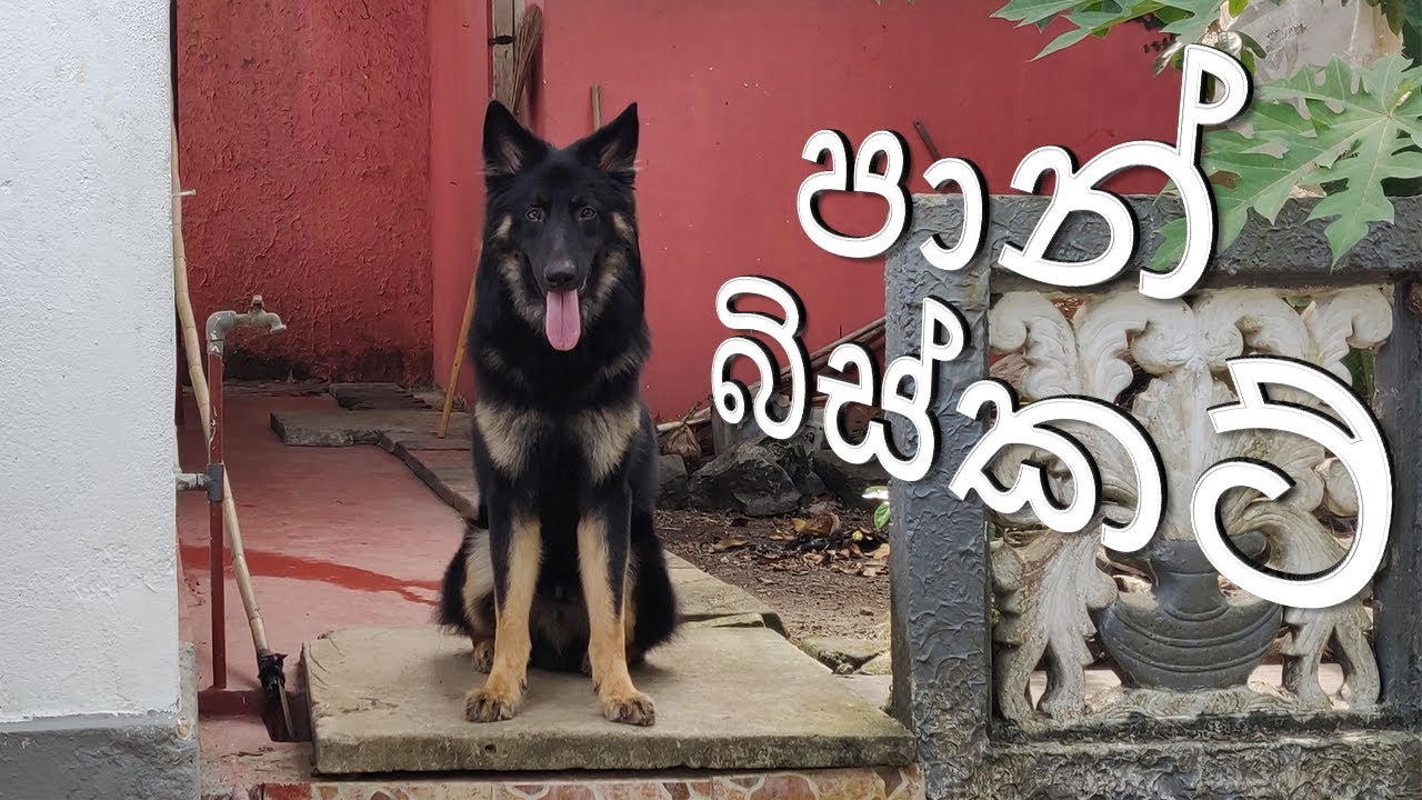 German shepherd dogs love to have biscuits Toby accept my command