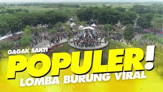 Download Lagu GAGAK SAKTI VIRAL‼️Lomba Burung Berkicau TIKET MURAH Berhadiah FORTUNER #muraibatugacor MP3