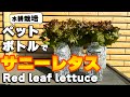 ペットボトルで水耕栽培｜サニーレタスを36日間育ててみたら・・・