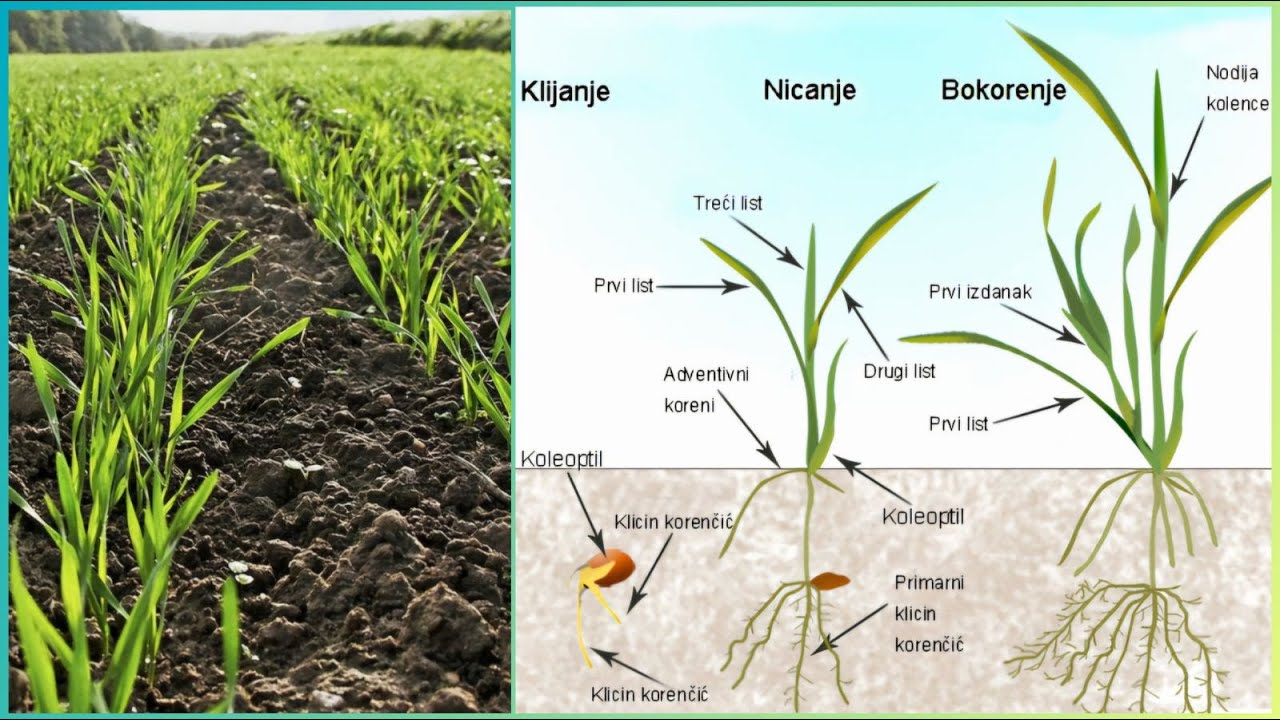 O prehrani pšenice i pripremi za predstojeću setvu kukuruza 14 01 2025