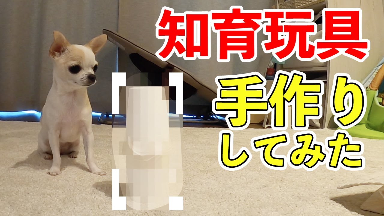 犬に手作り知育玩具を作ってみた - YouTube