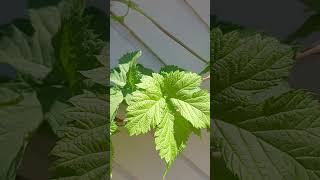 Der tolle Hopfen kann man sehr vielseitig nutzen.
