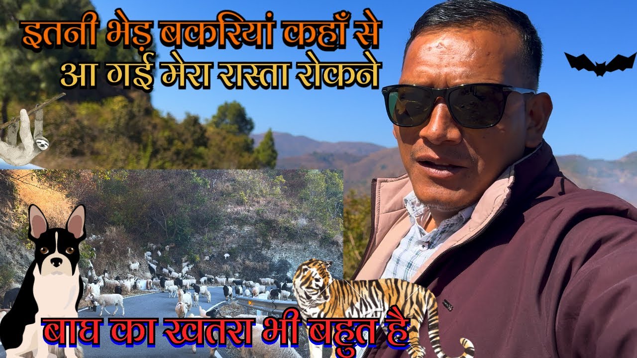 Откуда взялось столько овец и коз в условиях угрозы со стороны тигров? #bakriyan #pahadilifestyle