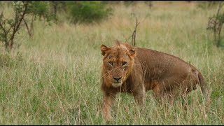 Two Young Male Lions Coming up the Ranks (Imbali Pride)