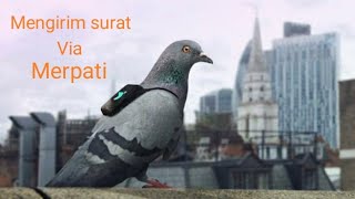 Mengirim surat via merpati