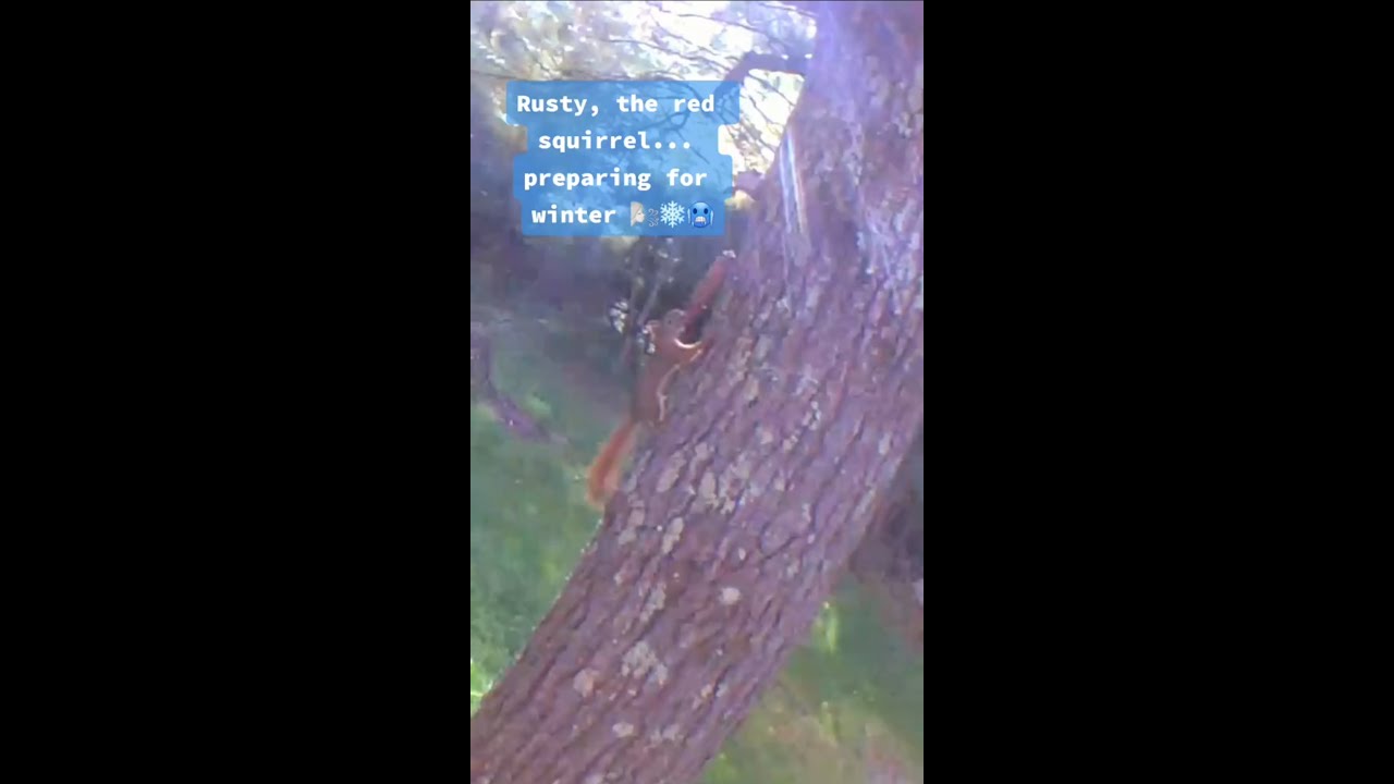 Rusty,  The Red Squirrel Preparing For Winter 🥶❄️🌬 [Backyard Wildlife]