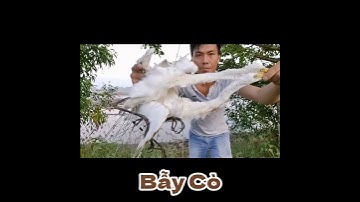 Bẫy Cò Trắng Quá Đã