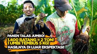Panen Talas 2 Ton dari Lahan 1 000 Meter! Rahasia Budidaya Talas Berukuran Jumbo