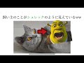 知らない方が幸せだった猫の鬼畜すぎる雑学15選