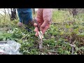 Walnut grafting|| how to graft walnut|| whip grafting method.