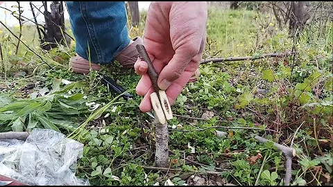 Kde rostou vlašské ořechy?