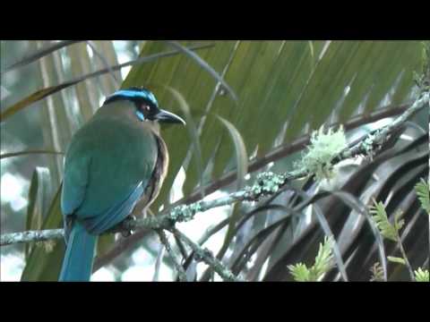 Highland Motmot - Momotus aequatorialis 