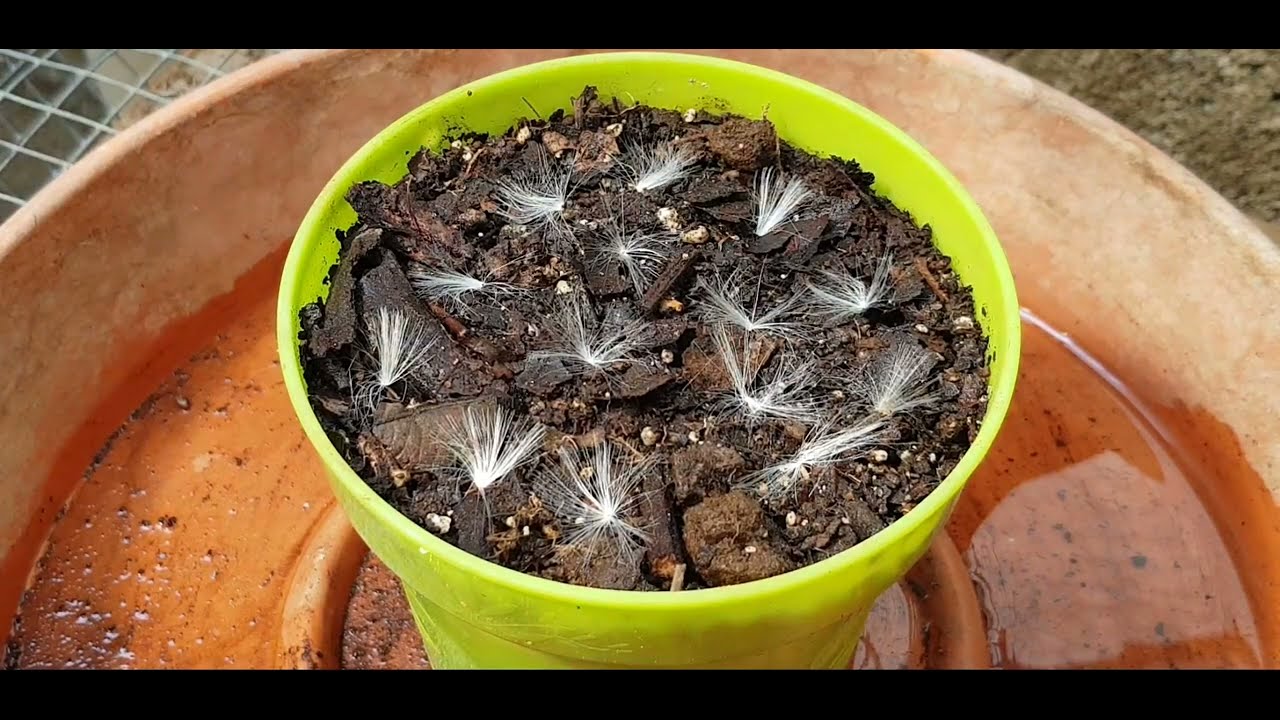 Senecio Rowleyanus, Rosario, Sembrando Las Semillas, Senecio Rowleyanus, Rosario, Sowing the Seeds,