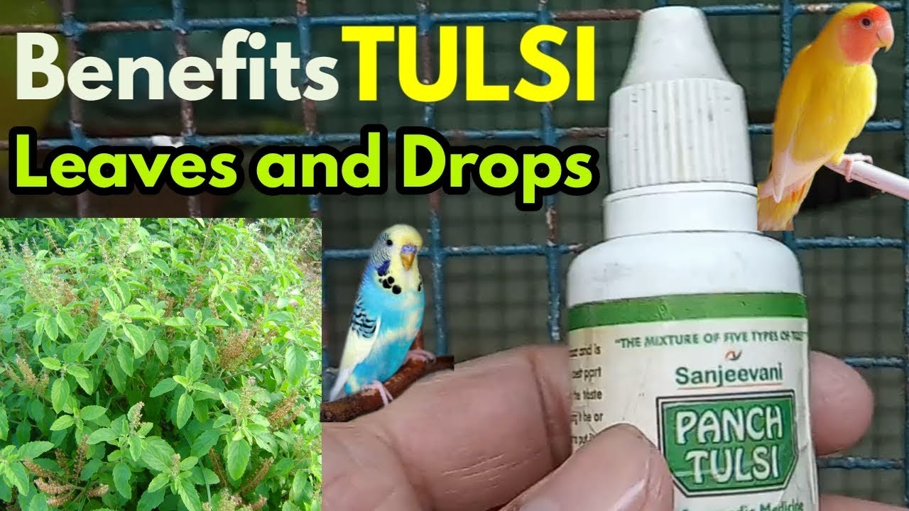 Top 21 Best Foods Love Bird