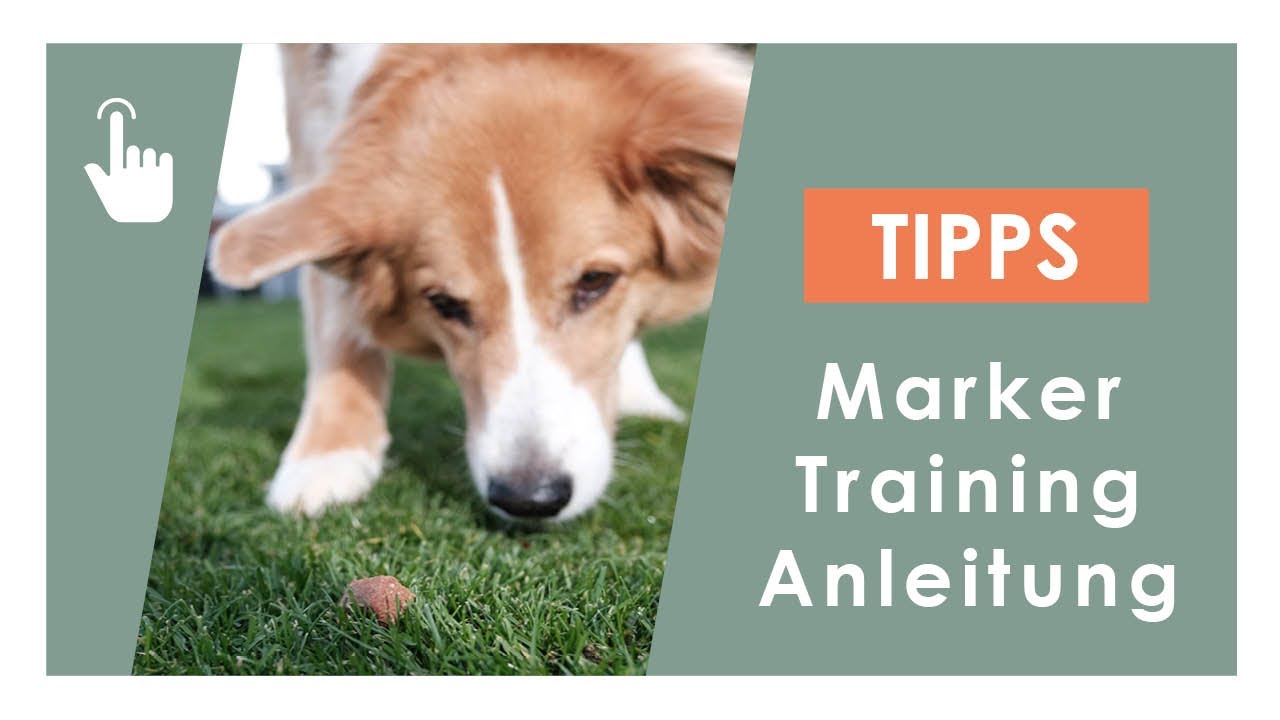 Clickertraining | Markertraining | Warum sinnvoll? | der richtige Aufbau