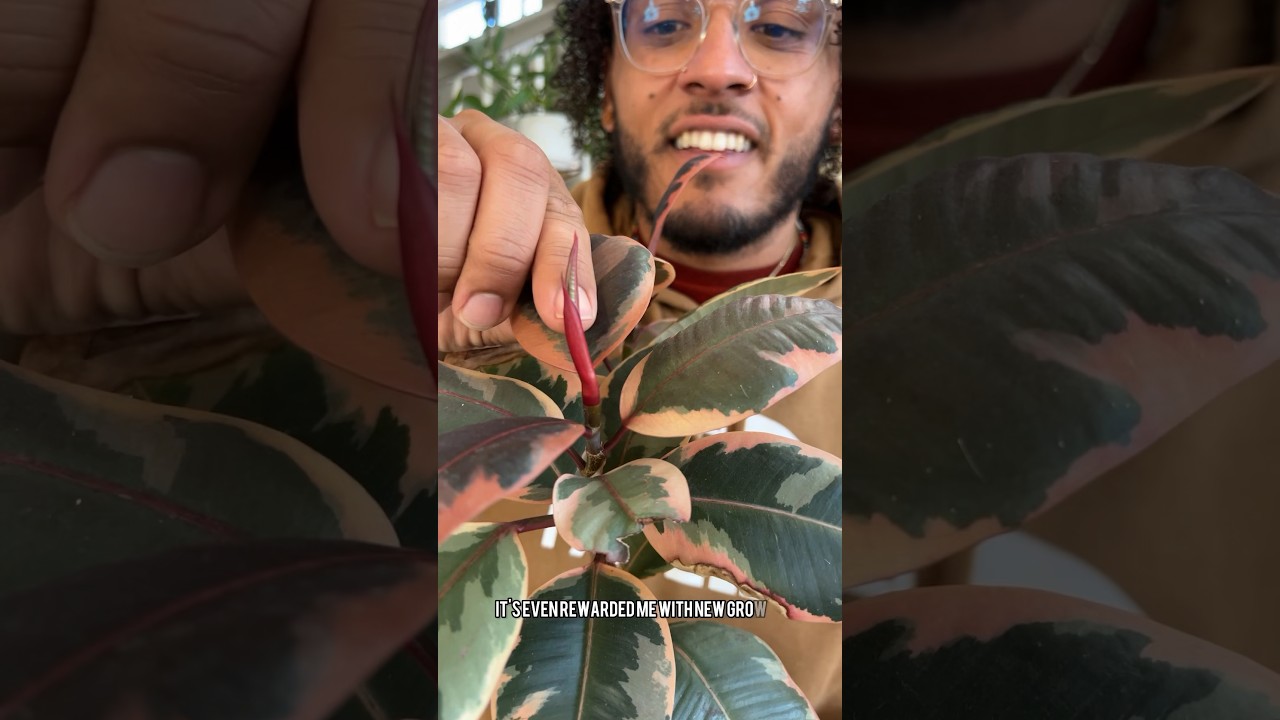 Here’s an update of my ficus that is growing in water 