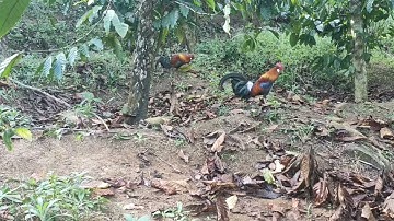 Bẫy gà rừng rặc đâu mùa mới nhất cái kết chưa kịp đá đã dính gio 