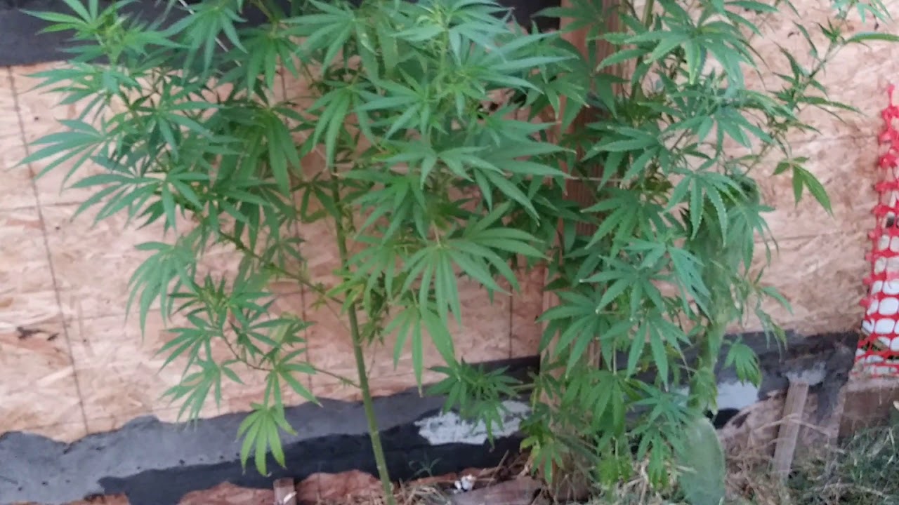 2019 Topped vs Nontopped medical marijuana plants part 2 YouTube