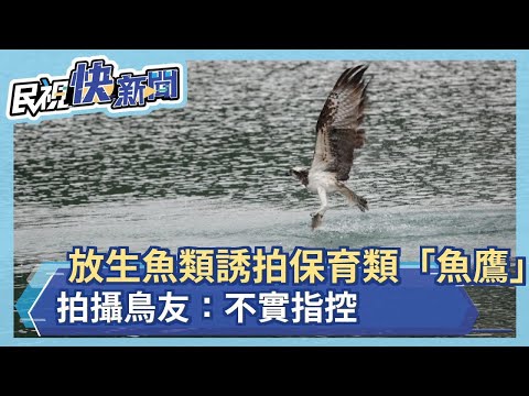 放生魚類誘拍保育類「魚鷹」？  拍攝鳥友：不實指控－民視新聞