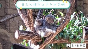 コアラ Youtube