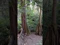 Chilling in Seattle #travelvlog #nature