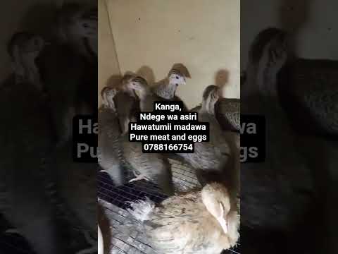 ACHANA NA MAYAI NA NYAMA ZA KUKU FUGA KANGA ILI ULE NYAMA BORA KWA AJIRI YA AFYA YAKO