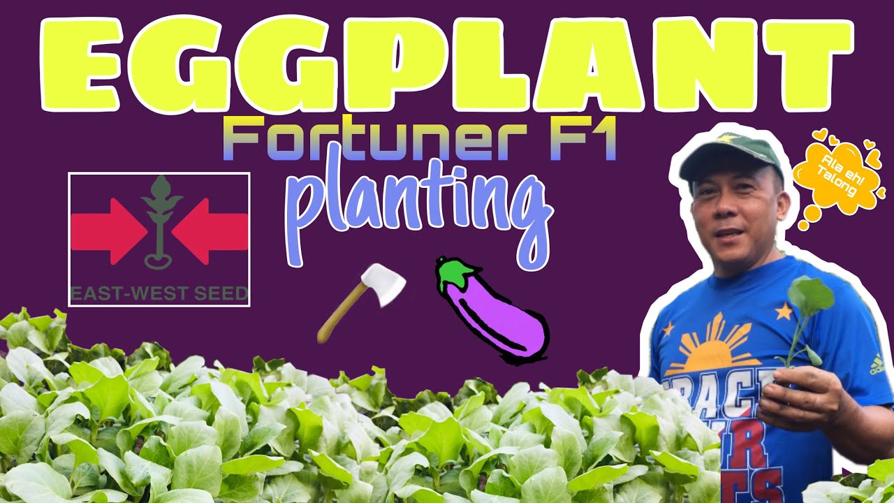 EGGPLANT PLANTING FORTUNER F1 (EASTWEST SEEDS PHILIPPINES) YouTube