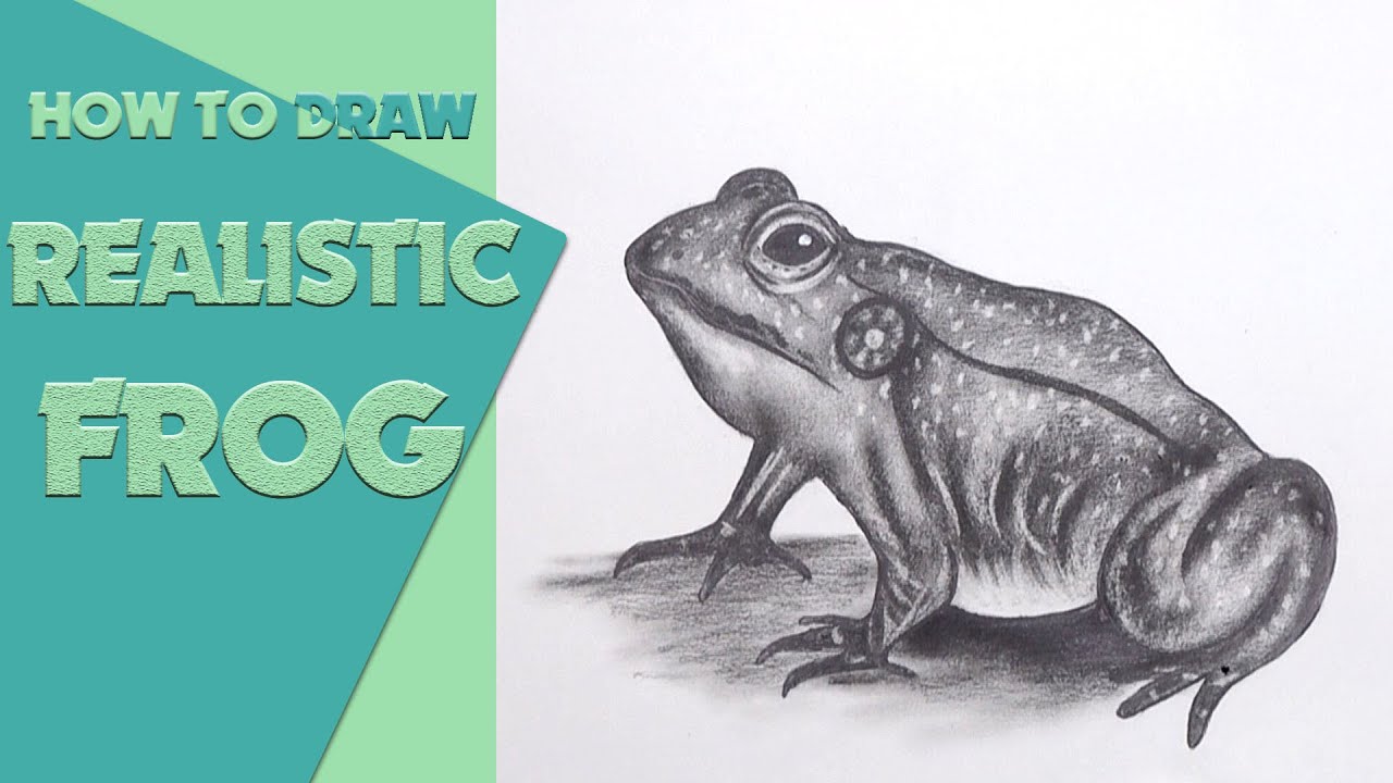 How to Draw a Realistic Frog step by step 