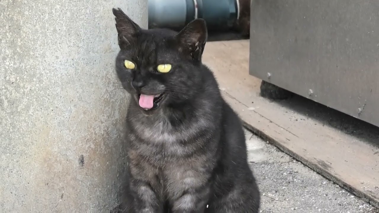 ねこ YouTube