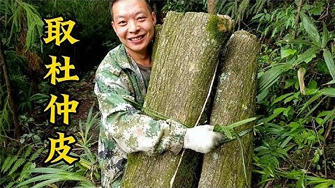 又到了收樹皮的時候了，今天收的是杜仲，有誰知道他的用處嗎？ - 天天要聞