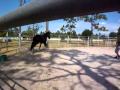 me and Ri trot to inside turn roundpen.mov