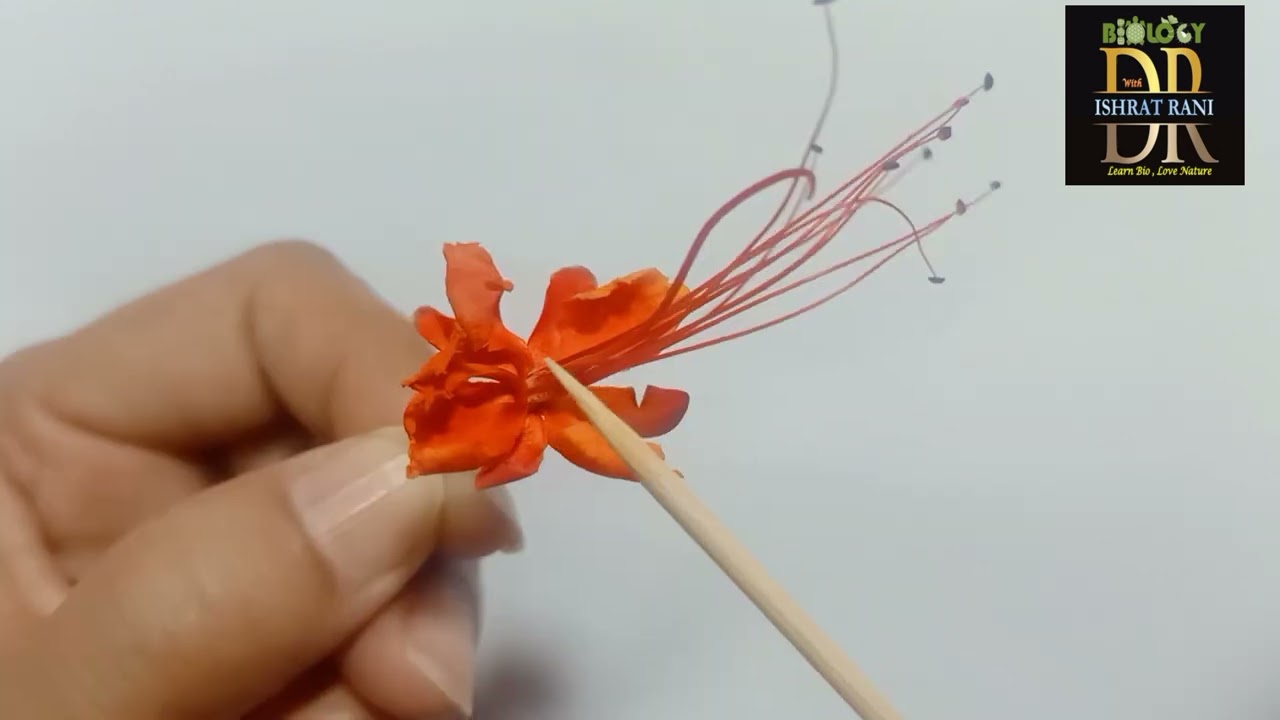 #caesalpinia #pulcherrima #practical